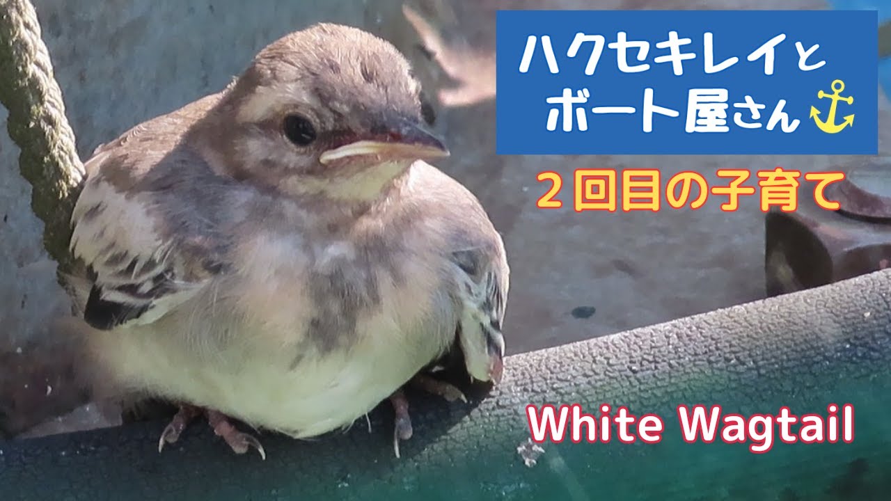 ハクセキレイの厳しい子育て💦（６月：２回目の子育て）