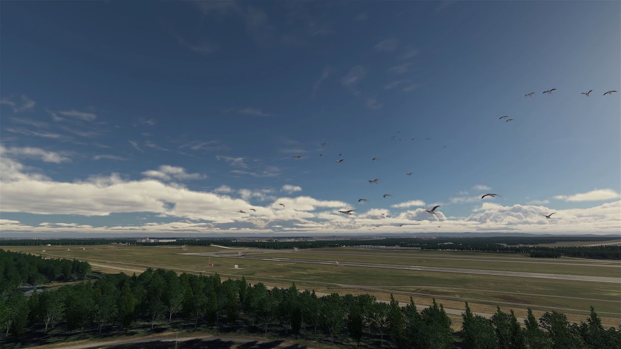 VISIM IG - Birds