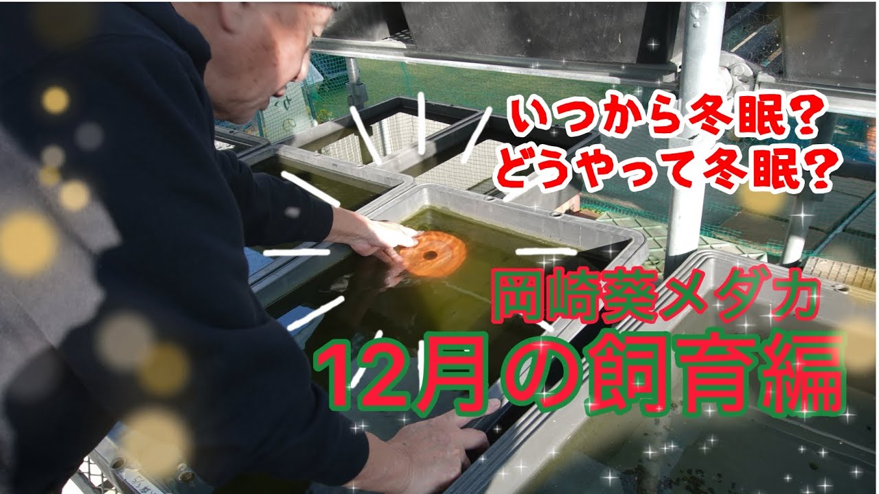 12月の飼育編🐟岡崎葵メダカ🐟いつから冬眠？どうやって冬眠？メダカの冬眠のさせ方解説