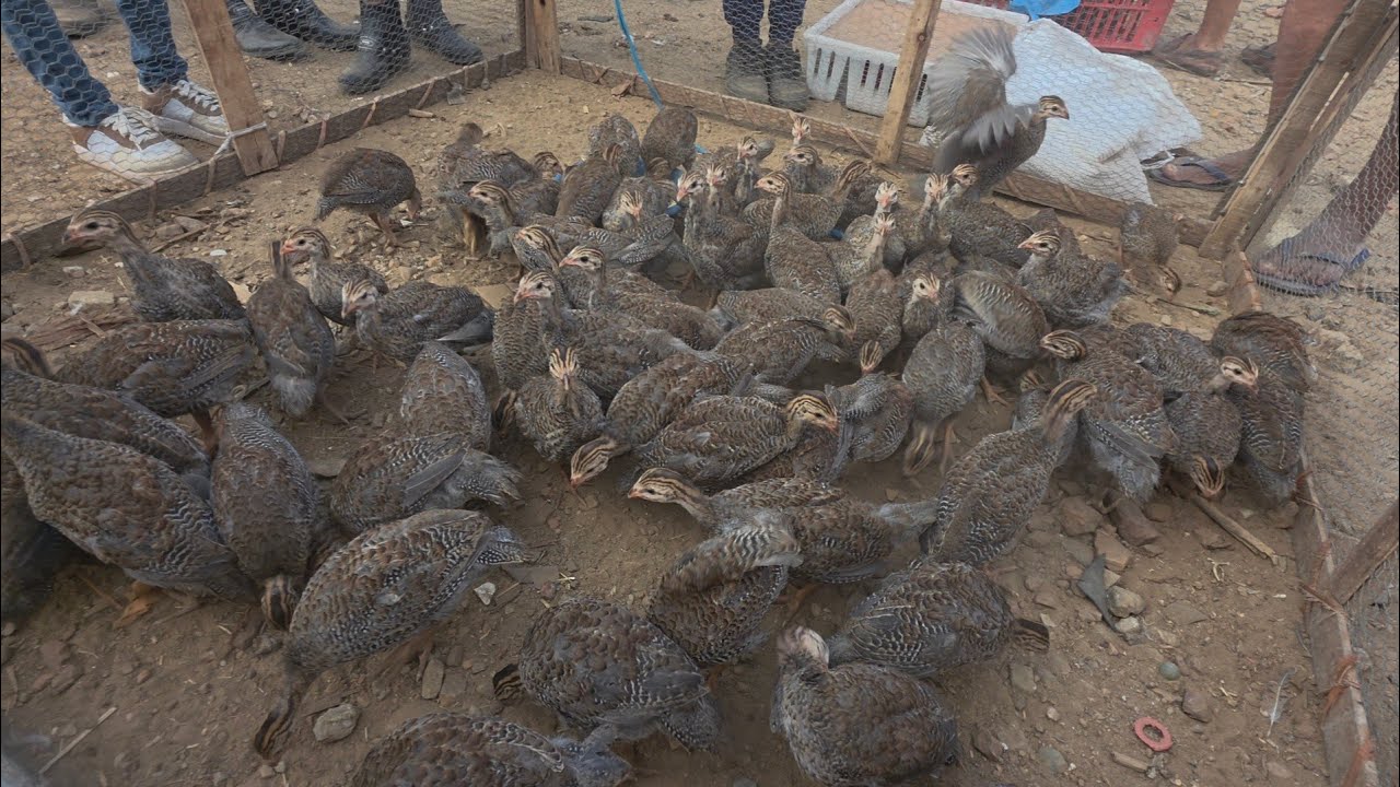 GALINHA DA ANGOLA A R$20 REAIS NA FEIRA DA VILA JERIMUM T.N-PE 01/02/2026