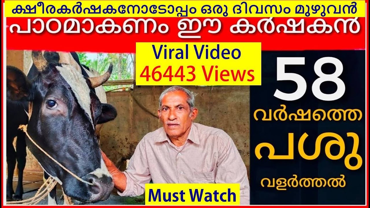 പാൽ ഉണ്ടാവാനുള്ള കഷ്ടപ്പാട് 🐄🐄🐄 | Cow Farming in Kerala | Buffalo Farming | Jyothimani | Vlog 91