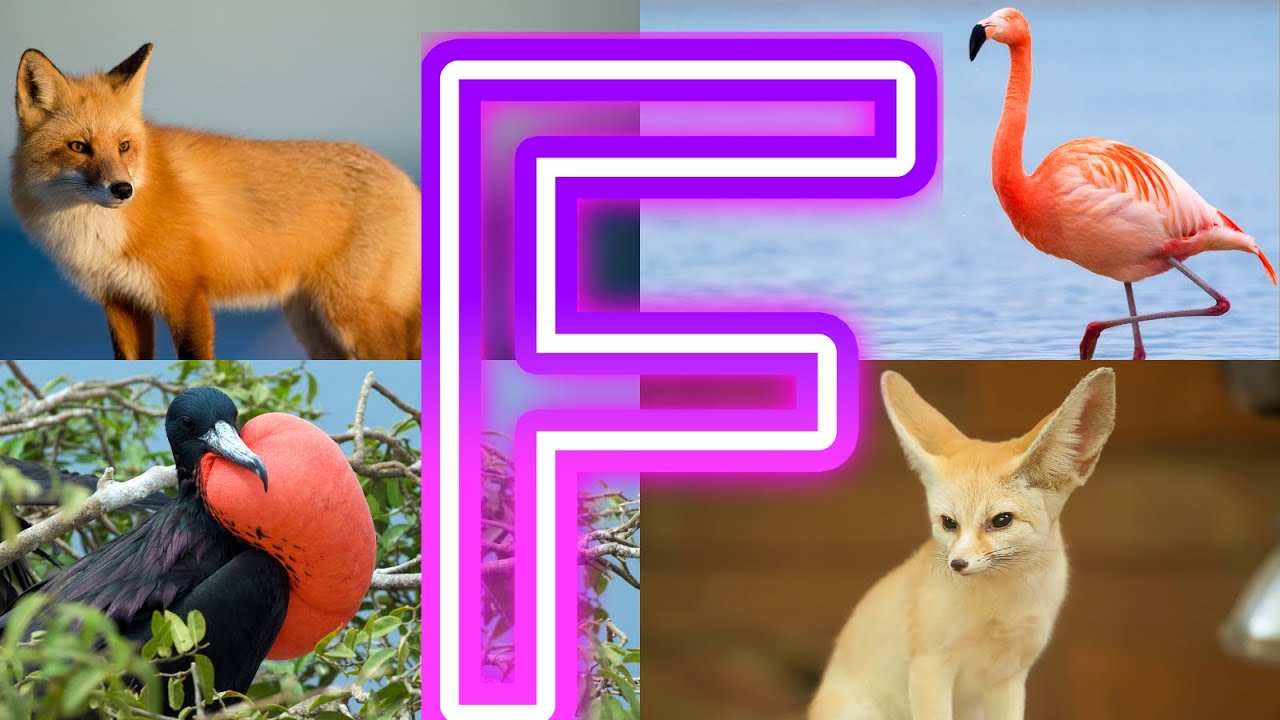 Fascinating Creatures You Never Knew Existed Starting with F!