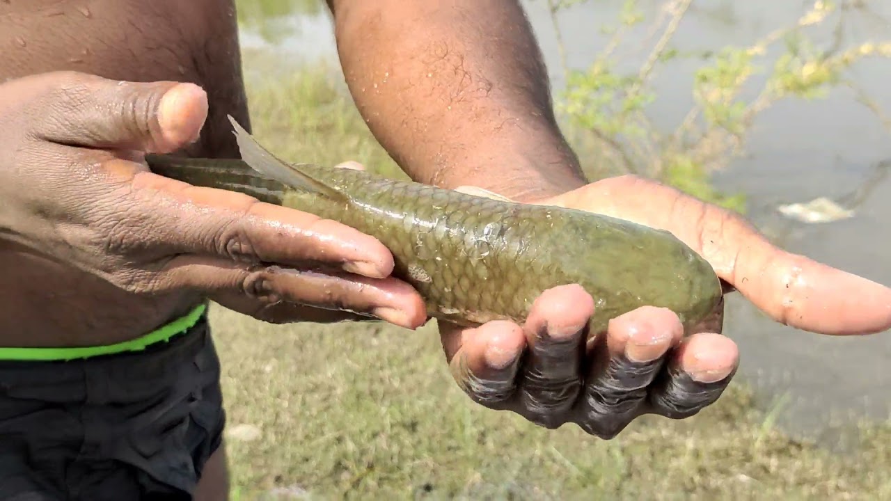 amazing hand Fishing video/ traditional boy catching fish by net