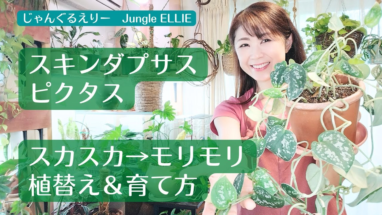 【スキンダプサス・ピクタス・アルギレウス】葉っぱがスカスカで土が丸見えの状態からモリモリにするための植替え＆育て方、　[観葉植物]ー　Ep.127