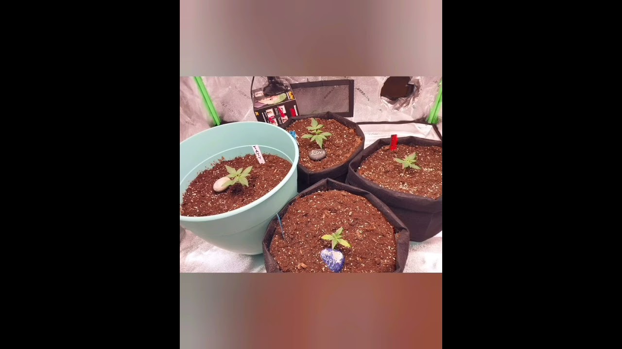 40 day time laps from seedling to early flowering stage. #indoor #420 #grower
