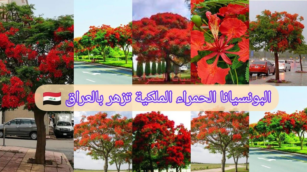 البونسيانا الحمراء الملكية : Delonix regia : الرنف الملكي ألسنة اللهب المتوهجة زرعت وازهرت بالعراق