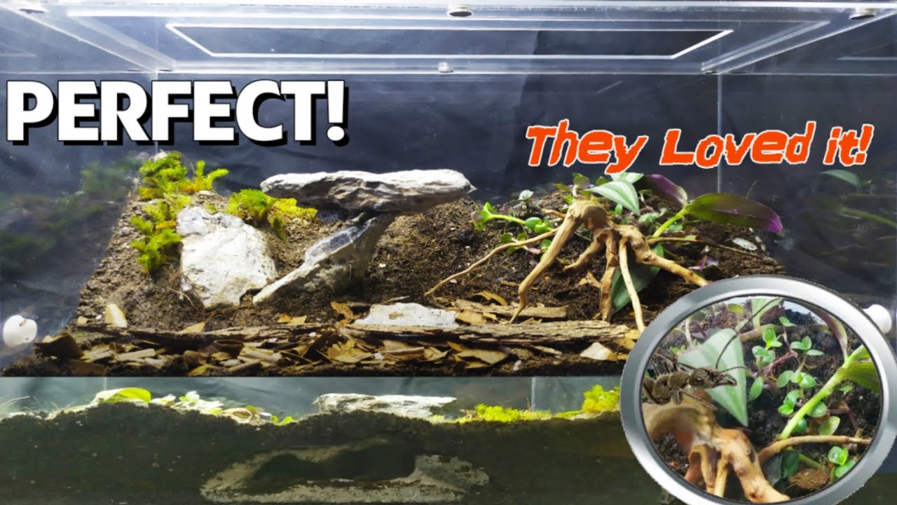 EPIC ANT FARM REVIEW & Setting it up | D colony