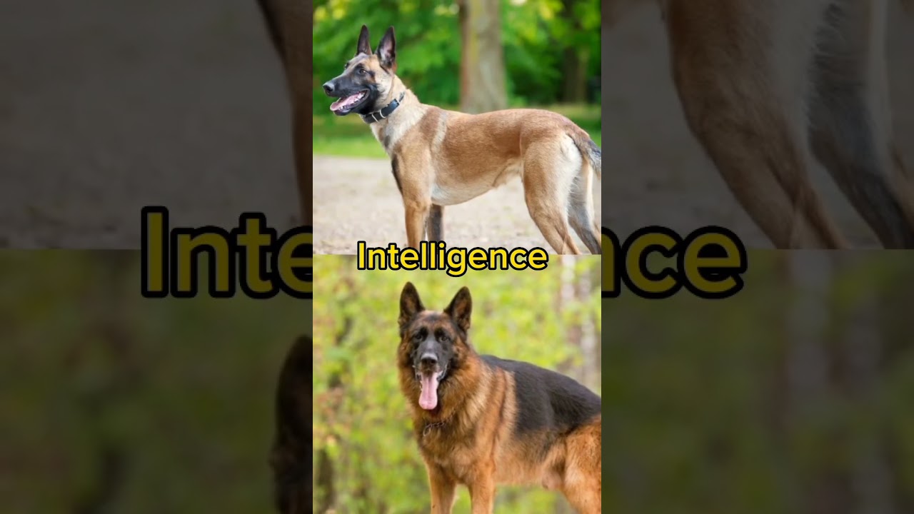 Belgian Malinois VS German shepherd