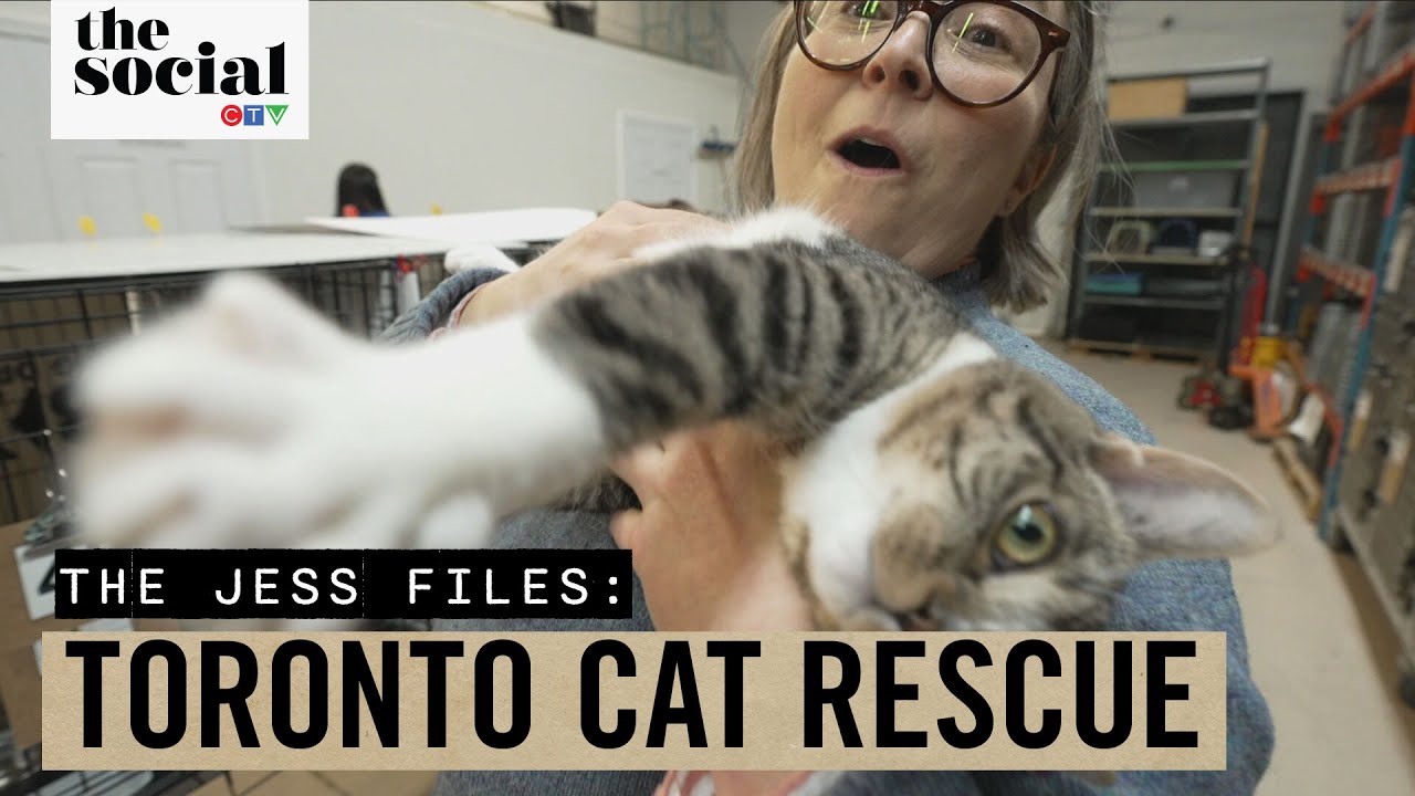 Jess Visits The Toronto Cat Rescue | The Social