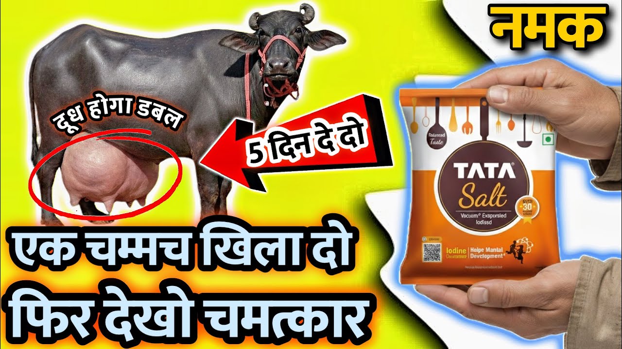 गाय-भैंस का दूध बढ़ाने का सबसे सस्ता और सटीक तरीका👉 नमक खिलाने की सही विधि😱salt se gaay k honge fayde