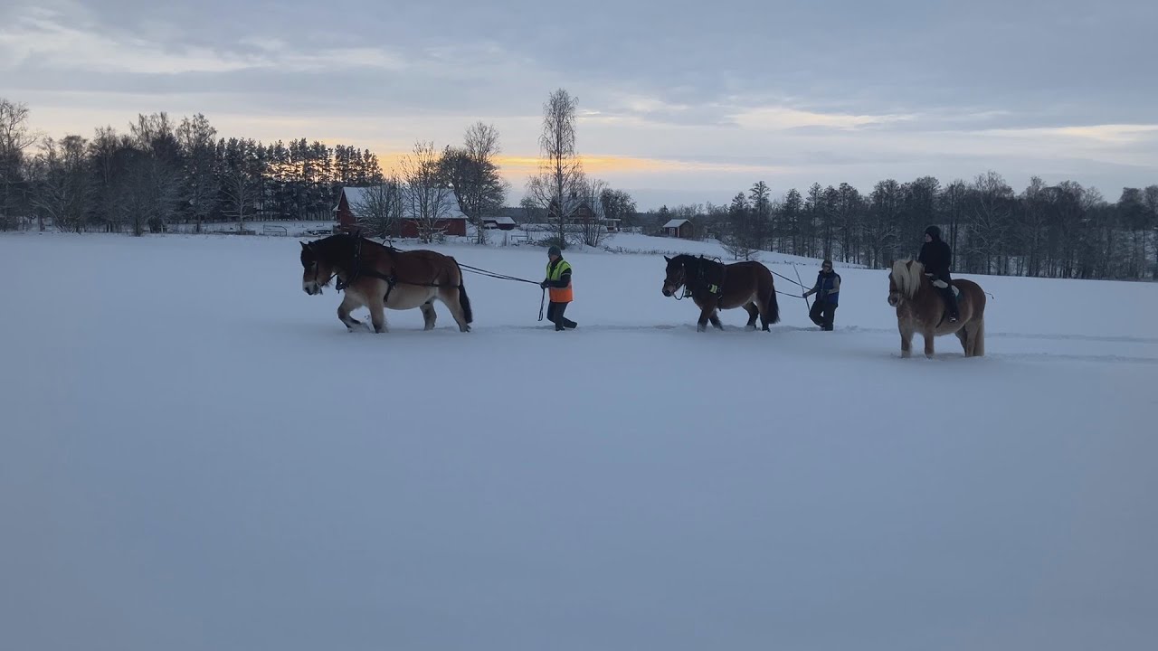 Riding and Ground Driving with Ture, Hebbe and Rune 2