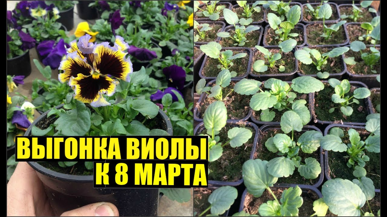Виола/Анютины глазки к 8 марта. Выращивание. Уход.
