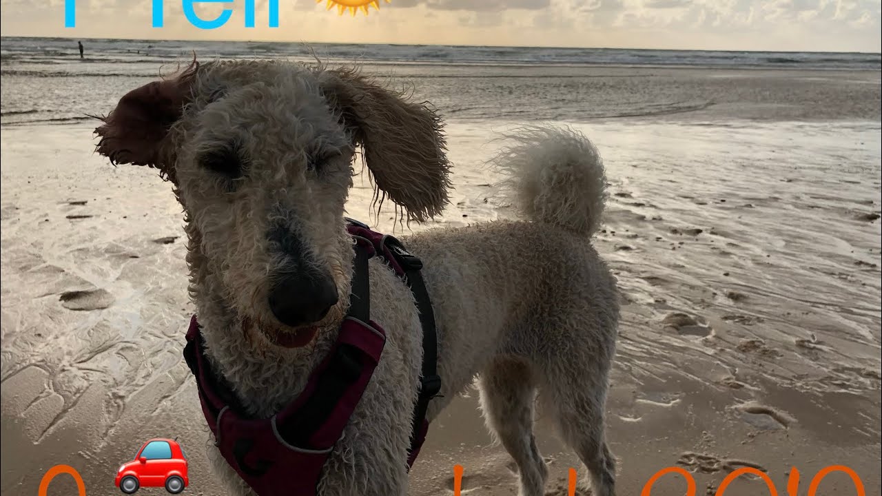 1 Teil | Roadtrip Sommer Urlaub 2019🌻🐶🌞