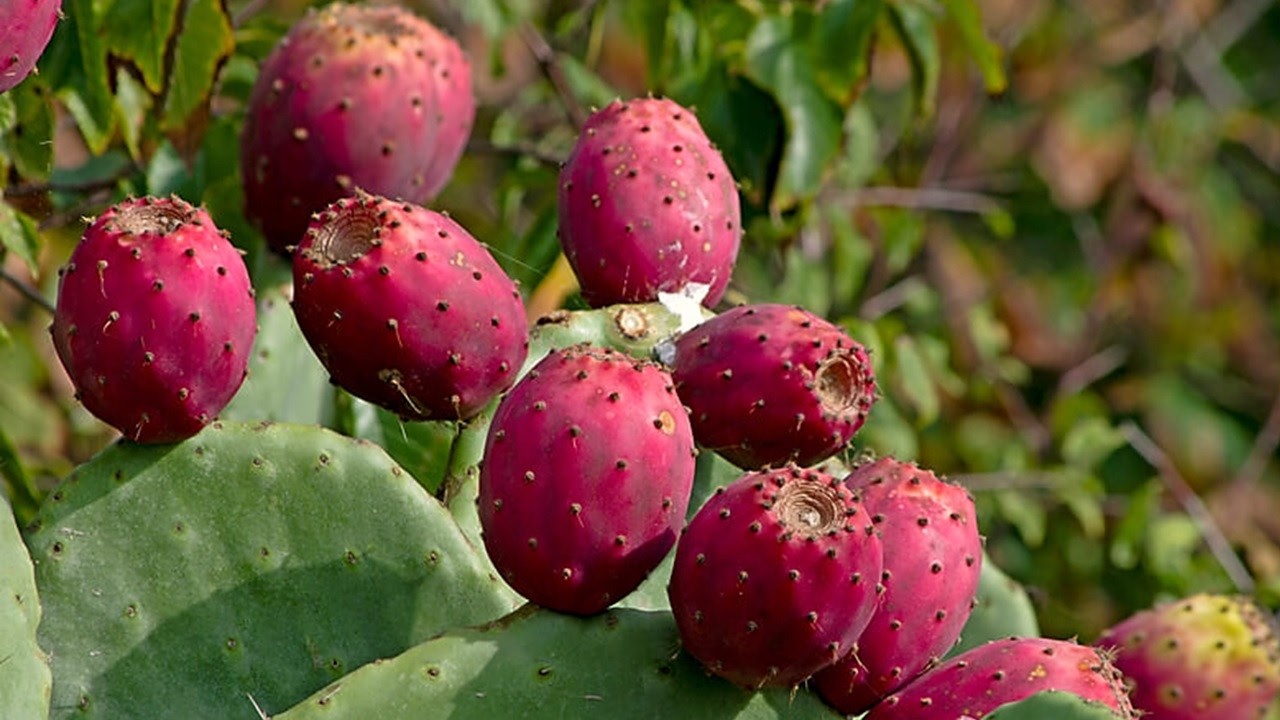 MÉXICO y sus 15 FRUTAS EXÓTICAS más CULTIVADAS y CONSUMIDAS
