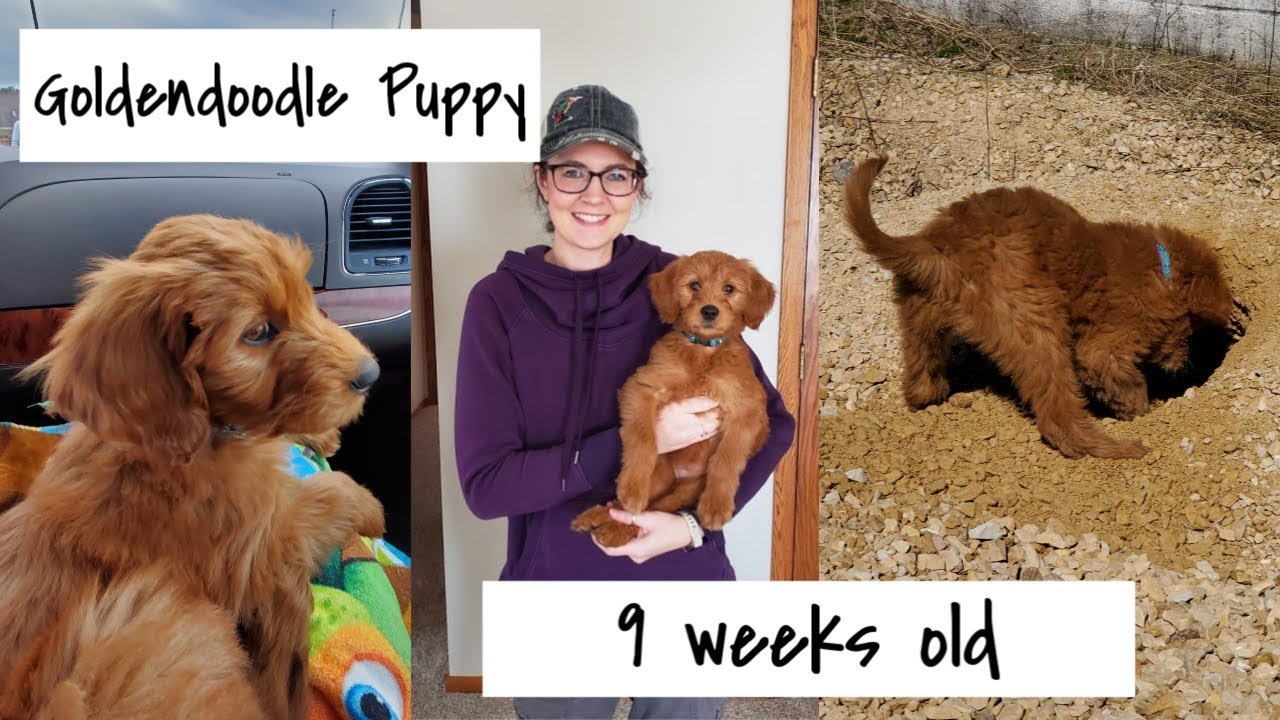Goldendoodle Puppy 9 weeks old