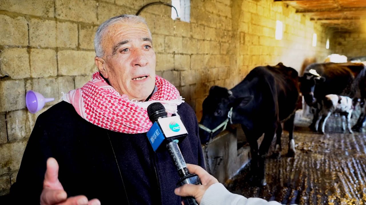 GLOBALink | Lebanon's livestock farmers face challenges due to soaring fodder prices