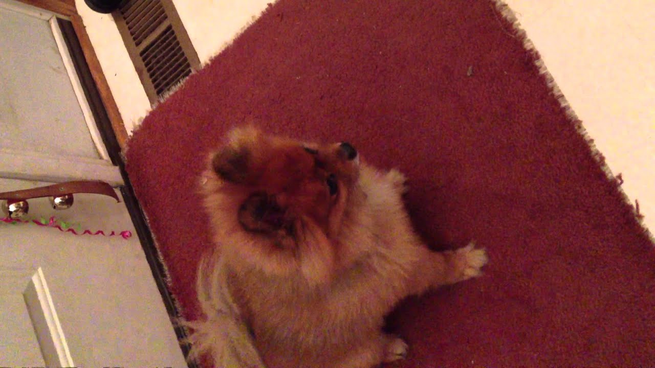 pomeranian crying
