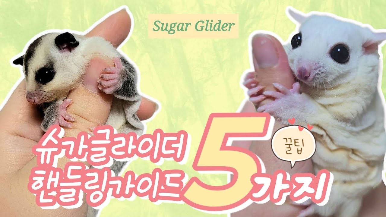 슈가글라이더 핸들링 꿀팁 l 핸들링가이드 l 핸들링하는방법