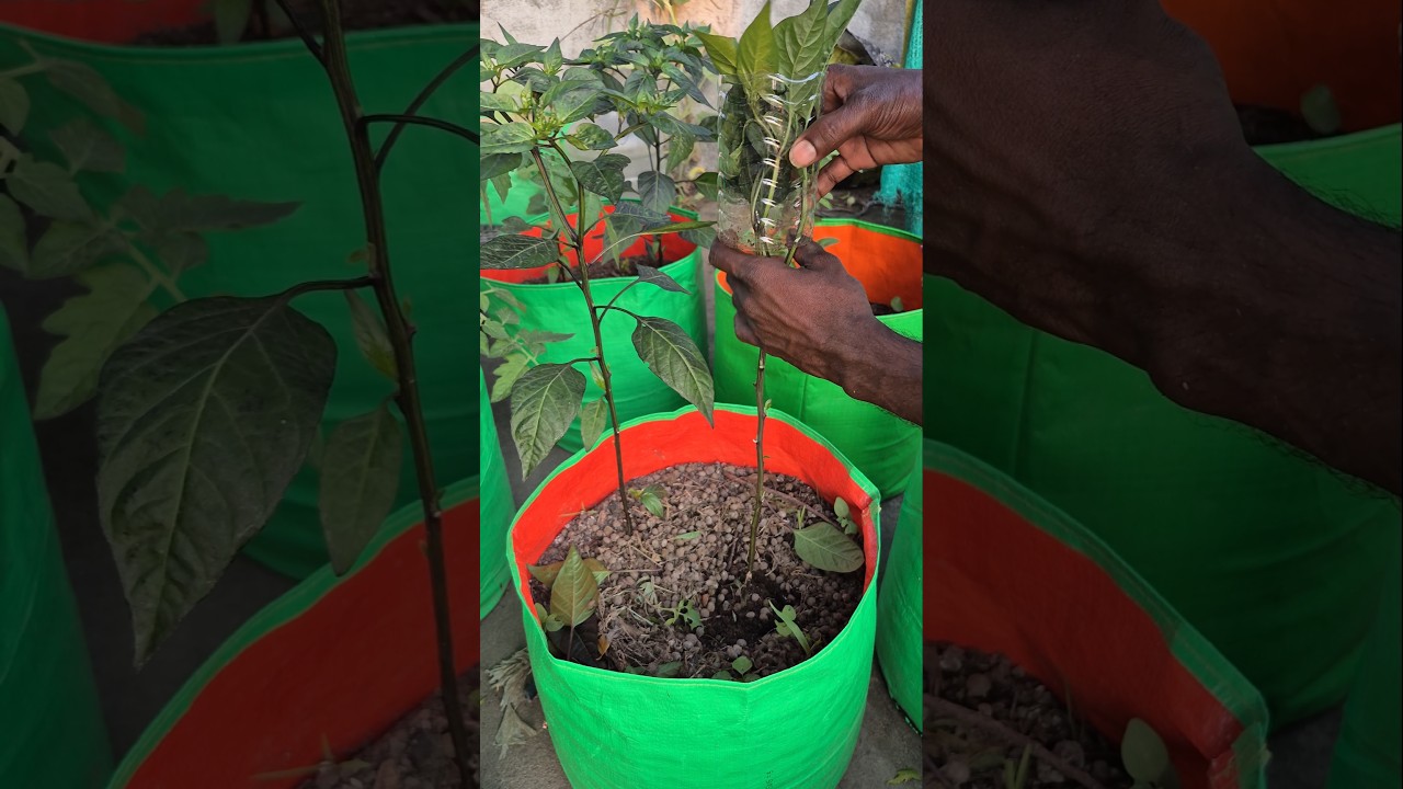 The Ultimate Guide to growing chilly Plants In Terrace garden 