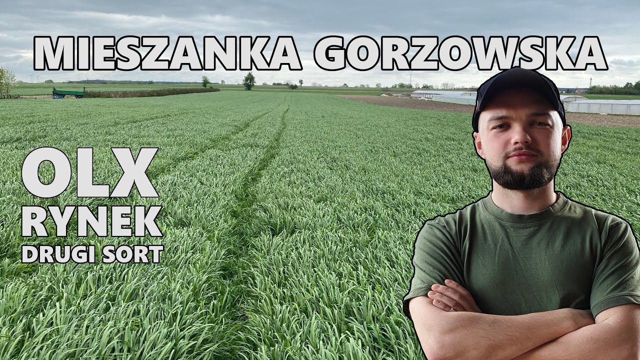 MIESZANKA GORZOWSKA - CZY WARTO KUPIĆ ORYGINALNE NASIONA ?