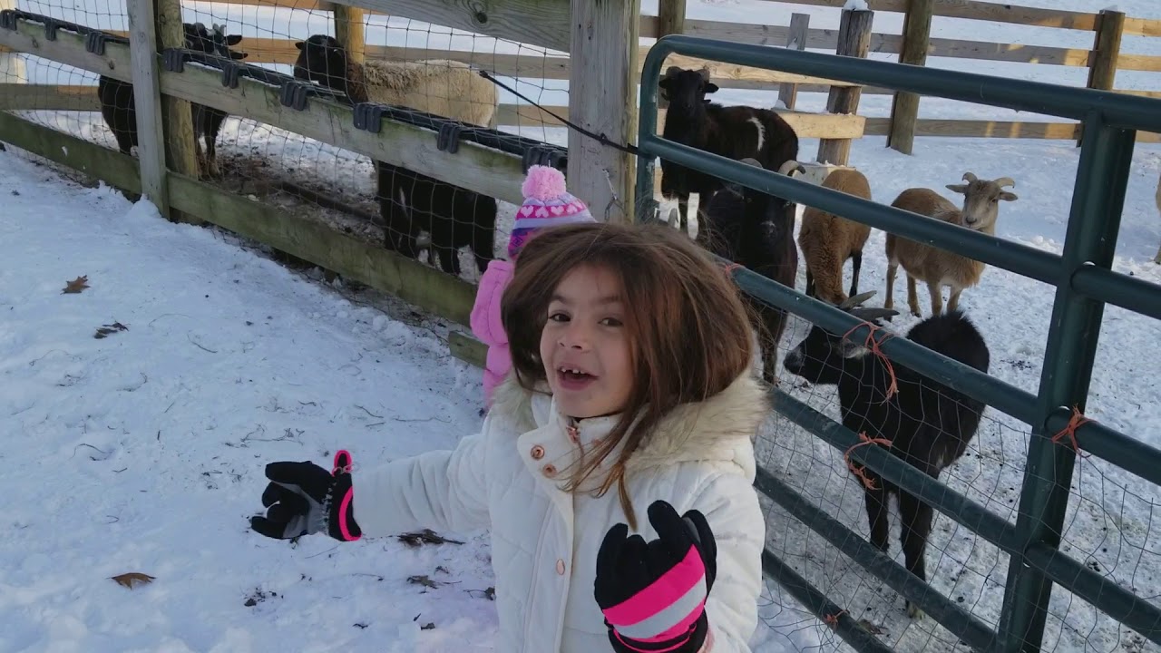 Snow Covered Farm - Goats, Australian Sheep, Pigs, Dogs, and Ducks