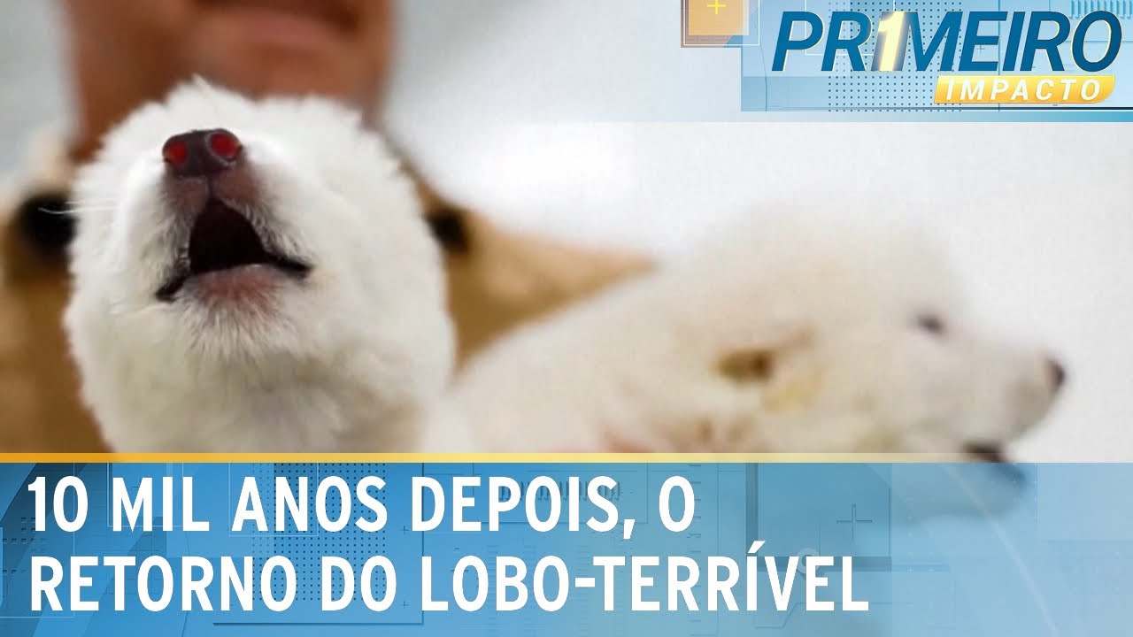 Lobo-terrível: ciência traz de volta espécie extinta há 10 mil anos | Primeiro Impacto (08/04/25)