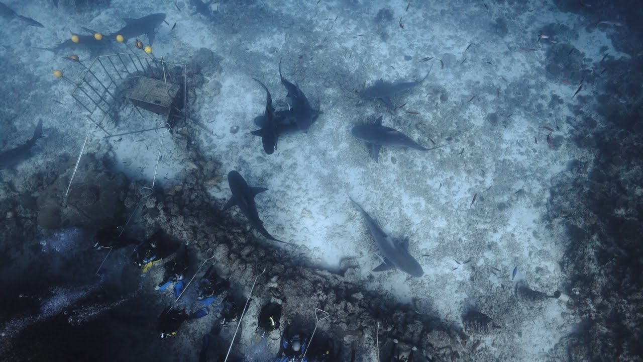 The Awakening Shark Dive @ Barefoot Kuata - Fiji Islands