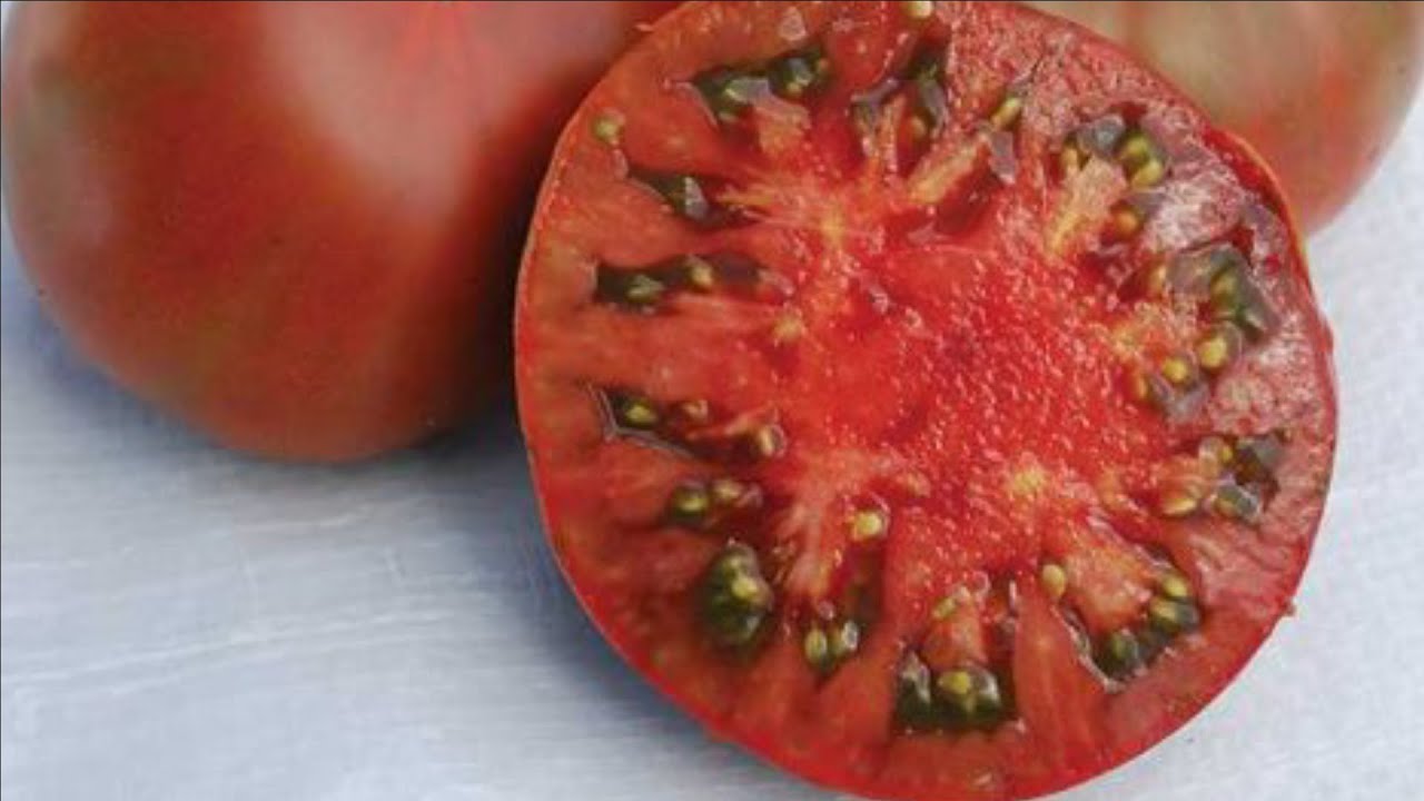 como obtener semillas de tomate