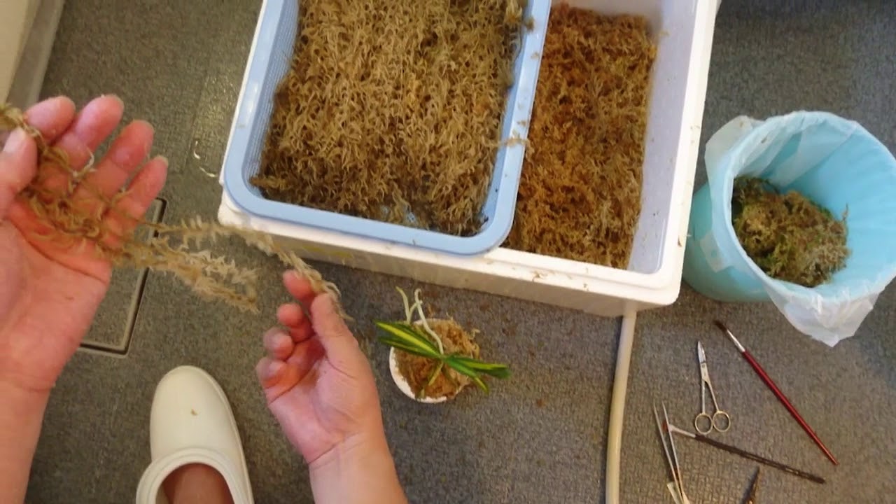 Fuukiran: My repotting method.