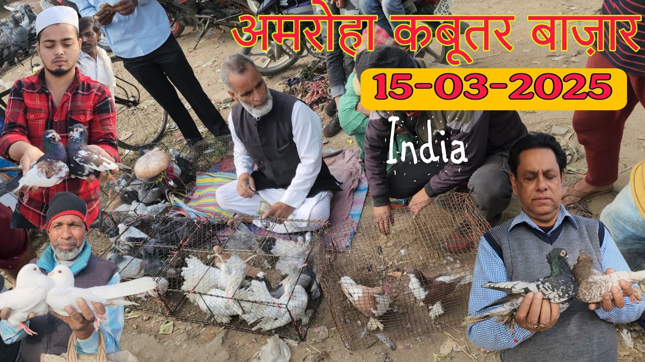 Amroha kabootar market 🕊️15-03-2025. अमरोहा कबूतर बाज़ार। Gola kabootar market