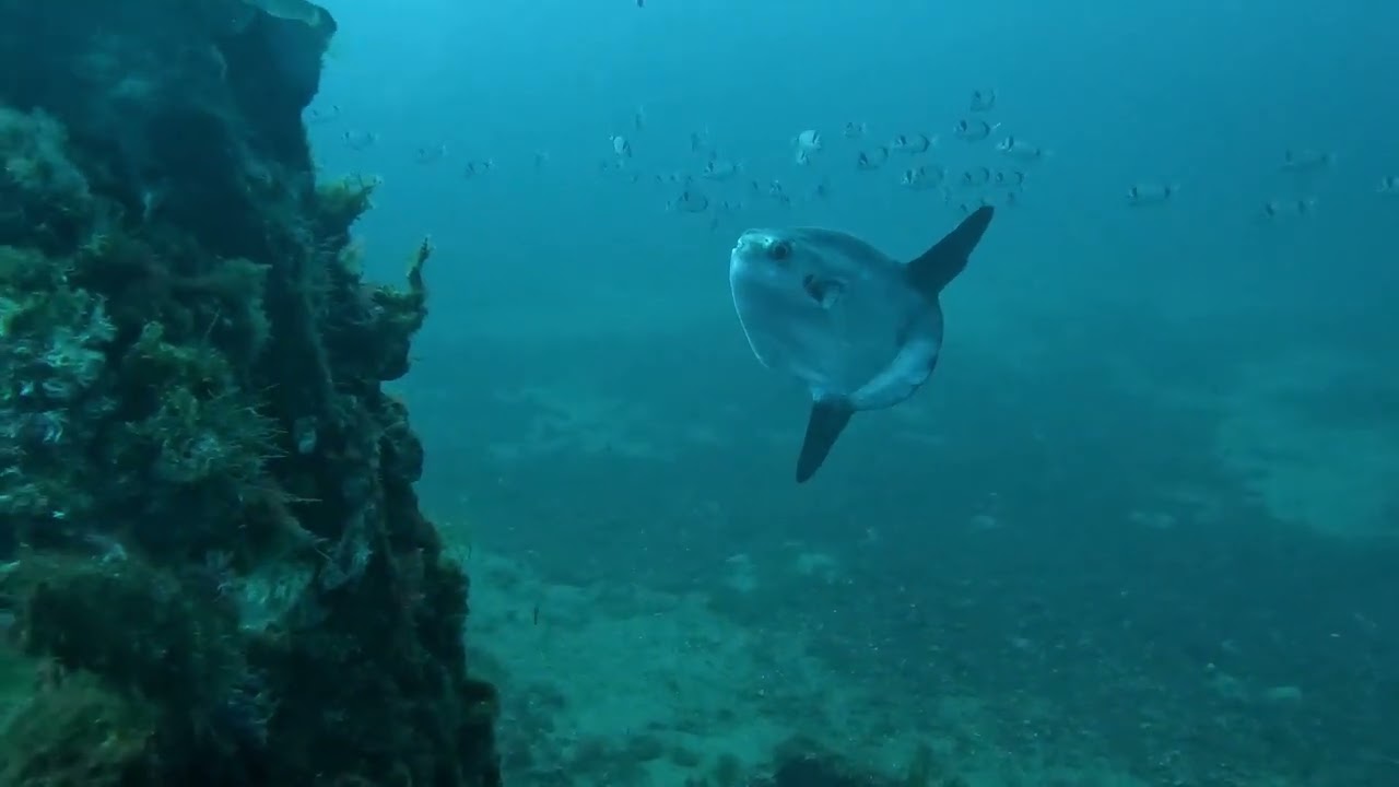 Mondfisch, Nationalpark Port-Cros, Mittelmeer 