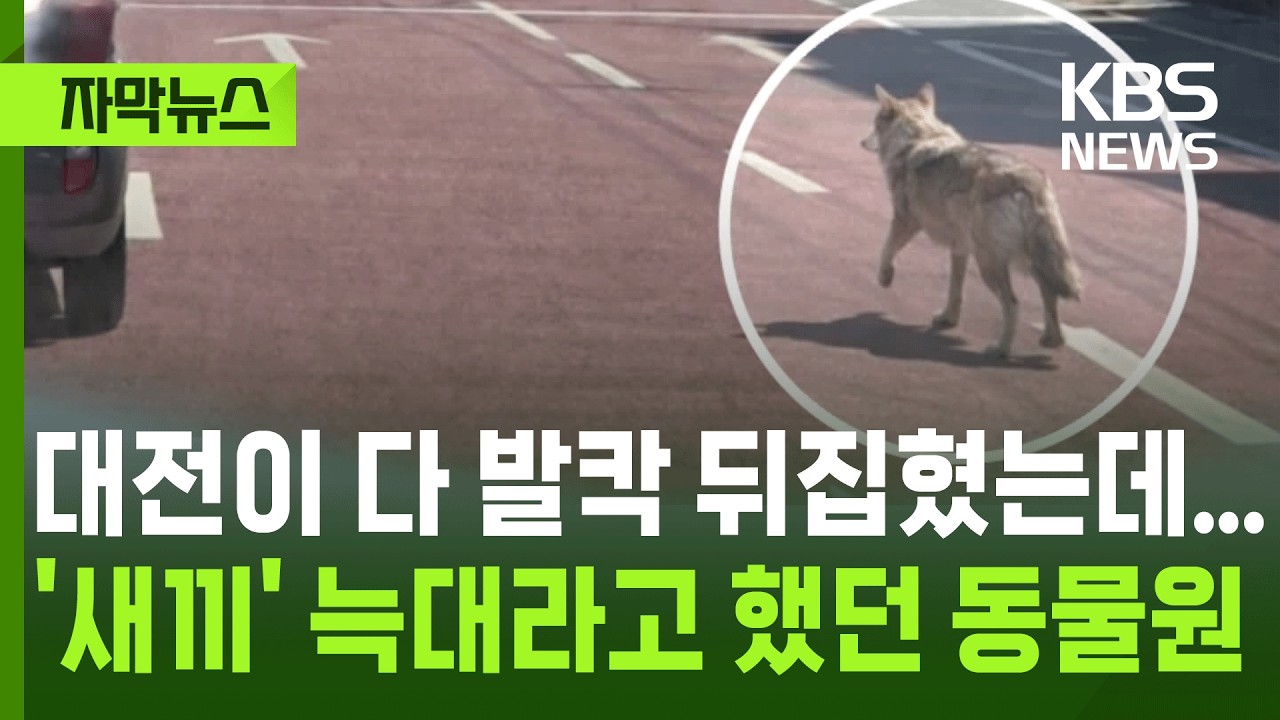 [자막뉴스] 대전이 다 발칵 뒤집혔는데...'새끼' 늑대라고 했던 동물원 / KBS 2026.04.09.