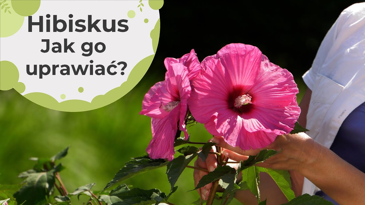 Hibiskus. Jak go uprawiać i przezimować?