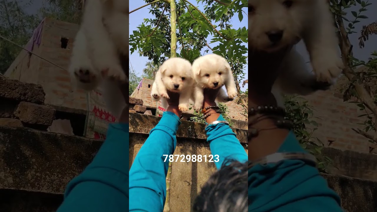 Nandi pet shop kannel