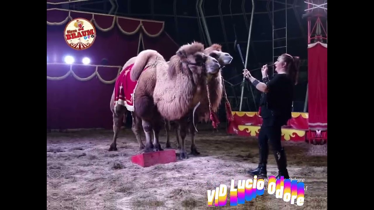 Circo Braum attimi dello spettacolo, Aversa gennaio 2024