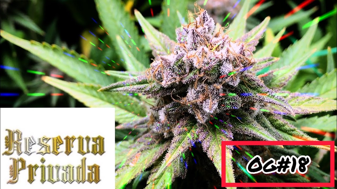 S2:E18 OG Kush Grow (Harvest)
