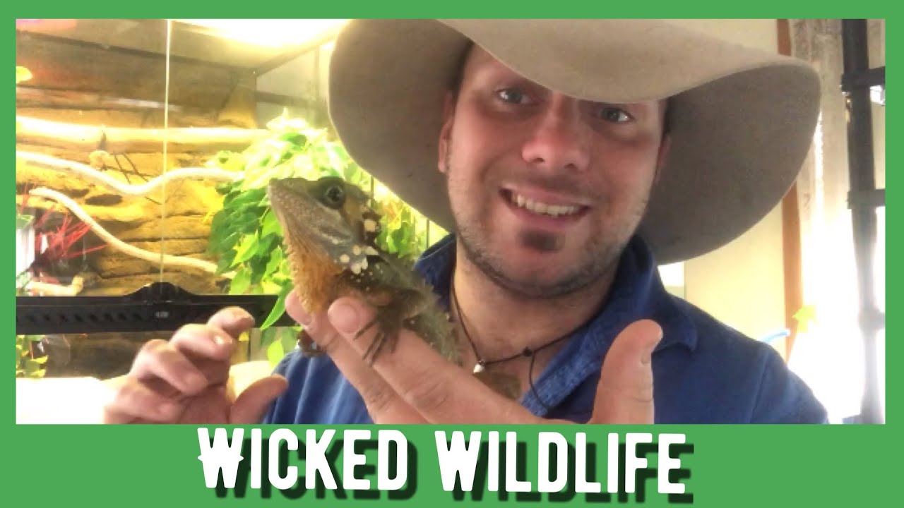 The Boyds Forest Dragon