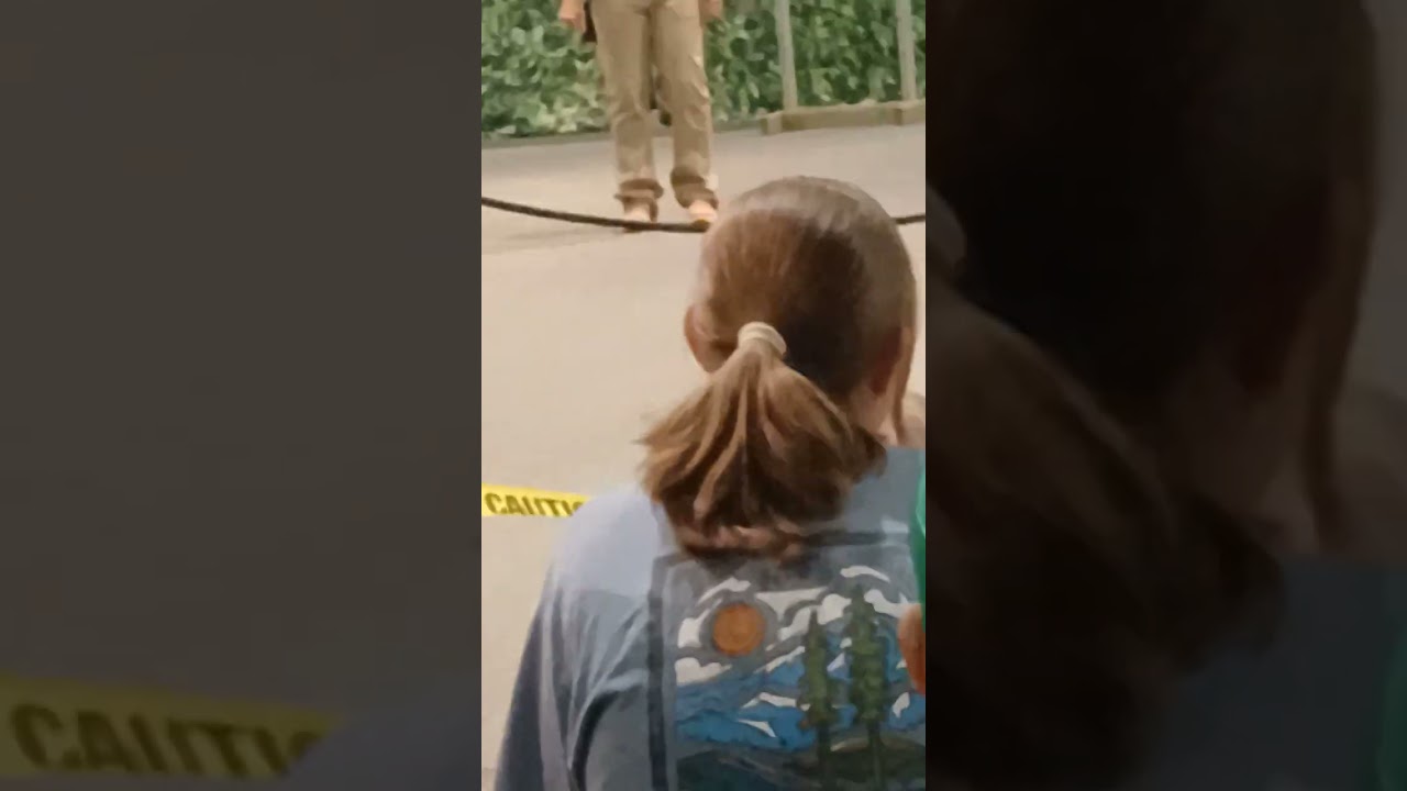 Bird show 🐦 🐦‍⬛ 🦜 🦚 🪶 🦢 