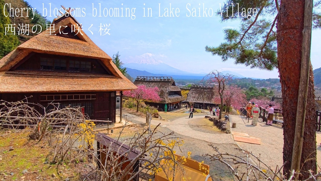 [Japanese scenery] Cherry blossom scenery at Lake Saiko Iyashinosato with a view of Mt. Fuji🌸 4K HDR