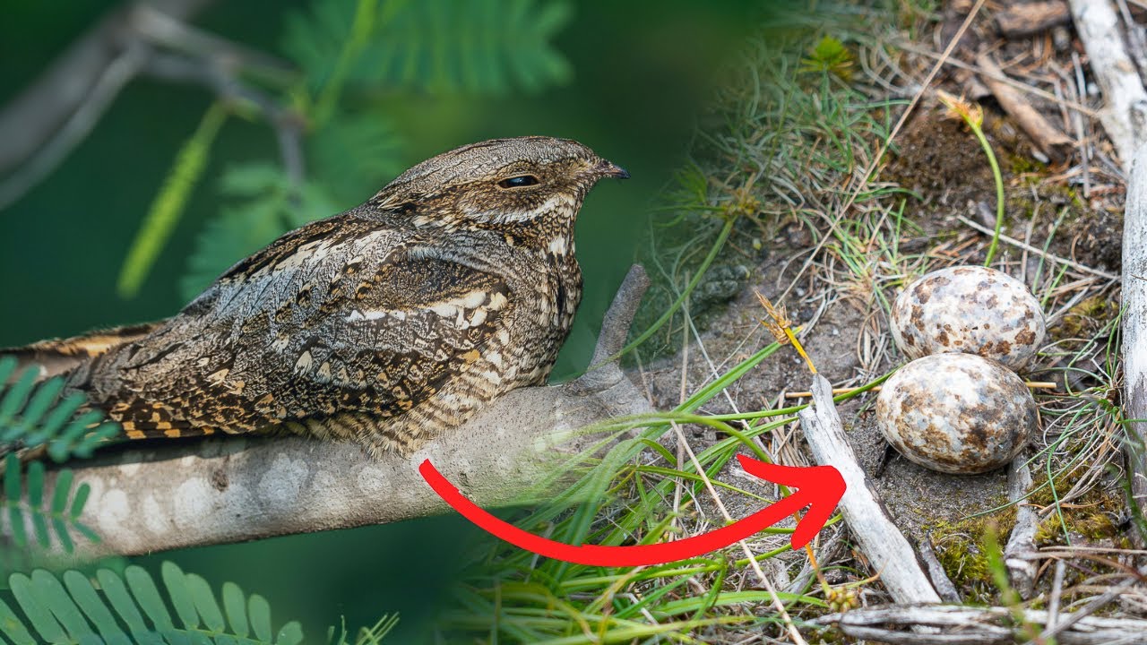 Nests of the UK's Most Mysterious Bird, Tree Pipit & Meadow Pipit | Nest Finding & Monitoring 2025