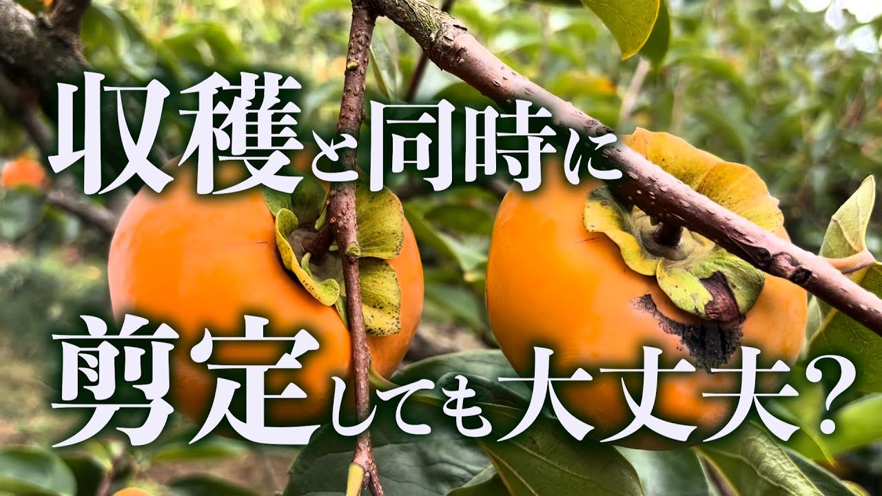 柿の収穫で枝ごと切る場合の注意点