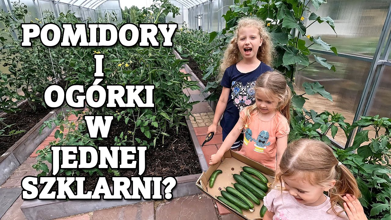 Pomidory i ogórki w jednej szklarni obok siebie. Czy tak można?