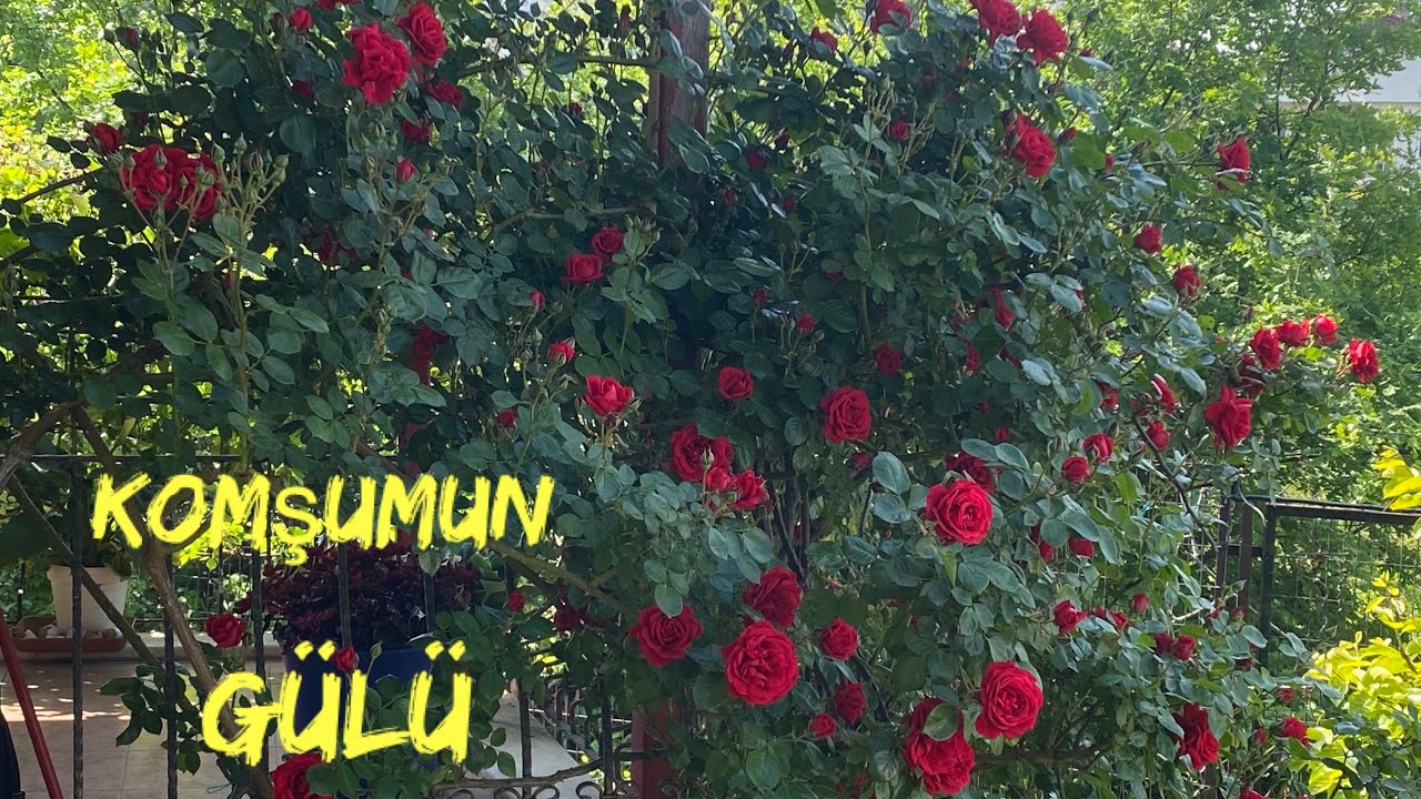 Komşumun Gülünden Çoğaltabilirmiyim ???