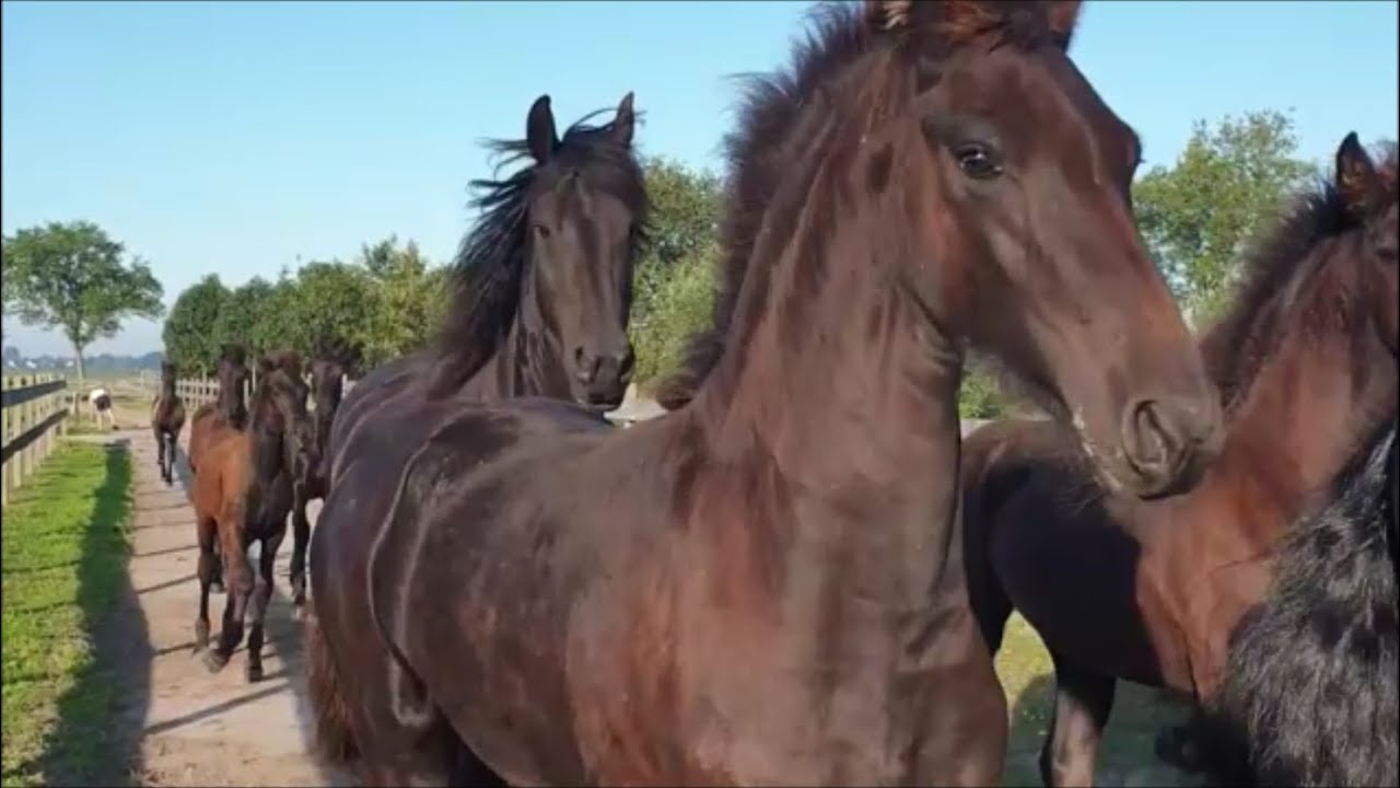 There's something wrong with that Friesian Horse!