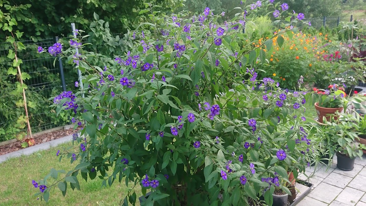 (88) Szafirowa Burza (Solanum Rantonetti)  Psianka Rantonettiego - uprawa, nawożenie, zimowanie 😁🌱🌸