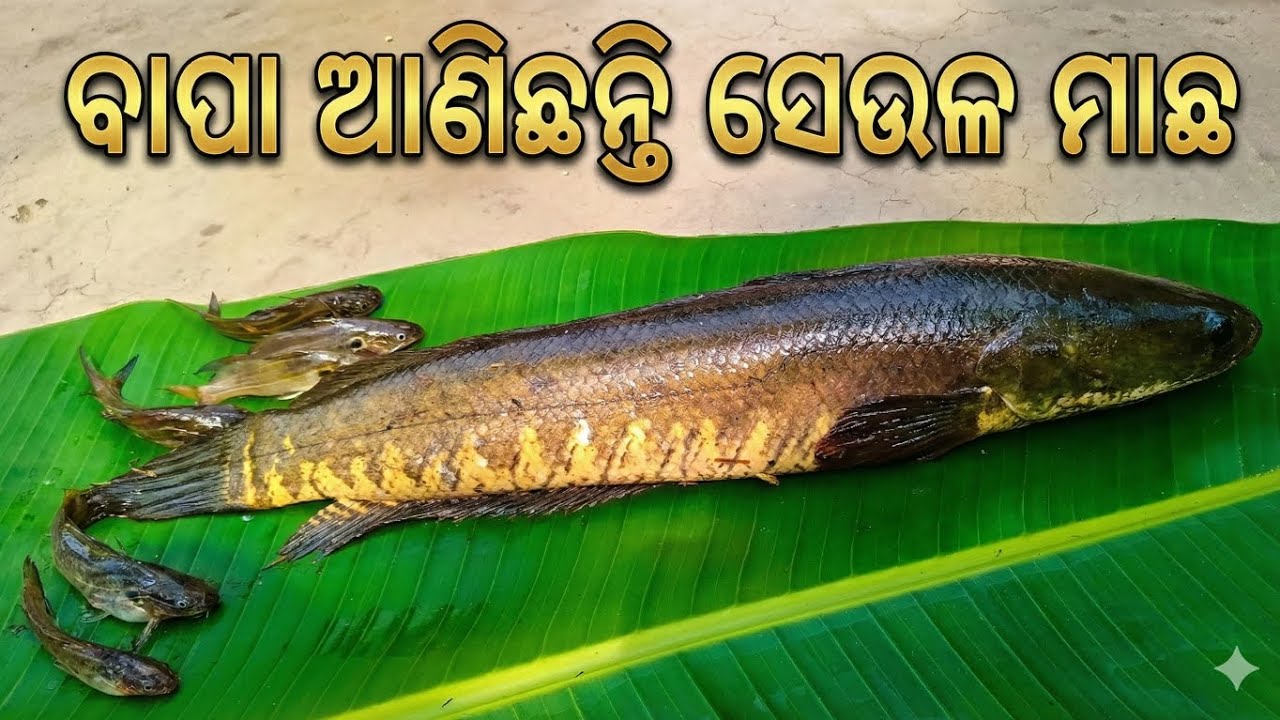 ବାପା ଅ!ନିଛନ୍ତି ସେଉଲ ମାଛ 🐟🔥🔥😋 @jena.kajol1998 