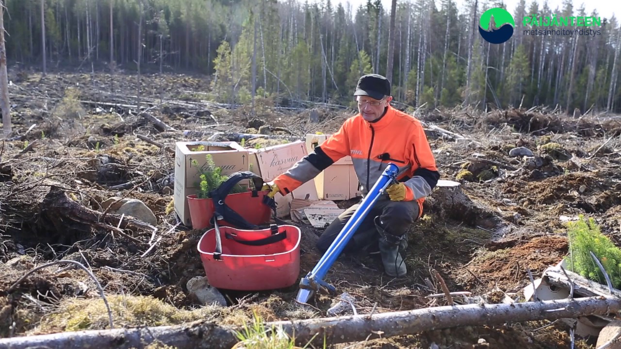 Päijänteen Mhy opastaa istuttamaan