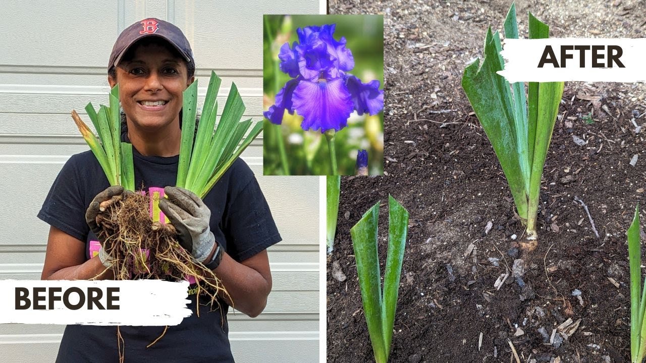 How To Divide Iris Plants