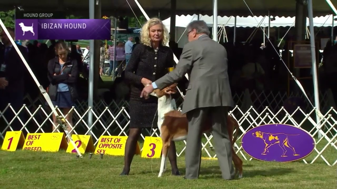 Ibizan Hounds | Breed Judging 2022