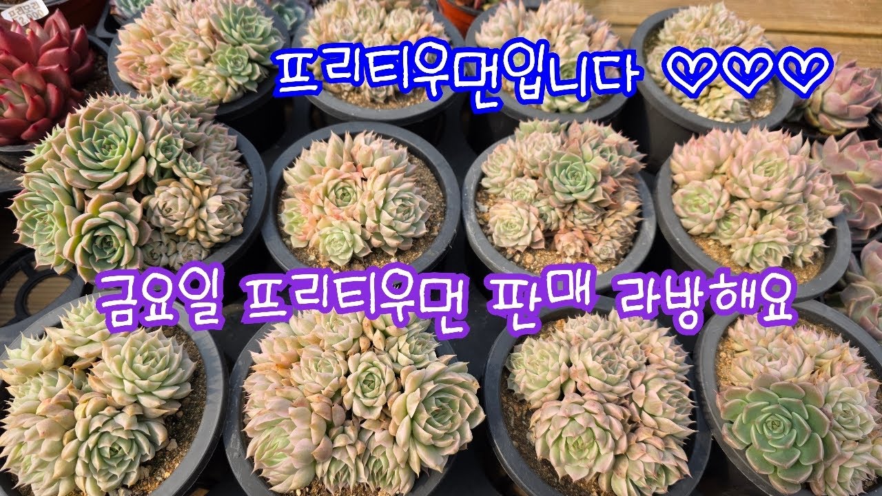 26.02.20.397회,금요일 프리티우먼 판매 라방해요